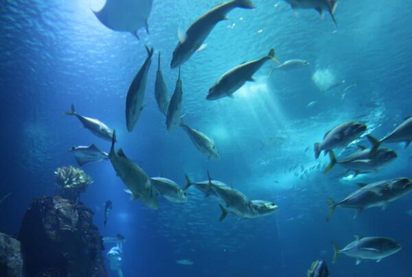 acquario lisbona